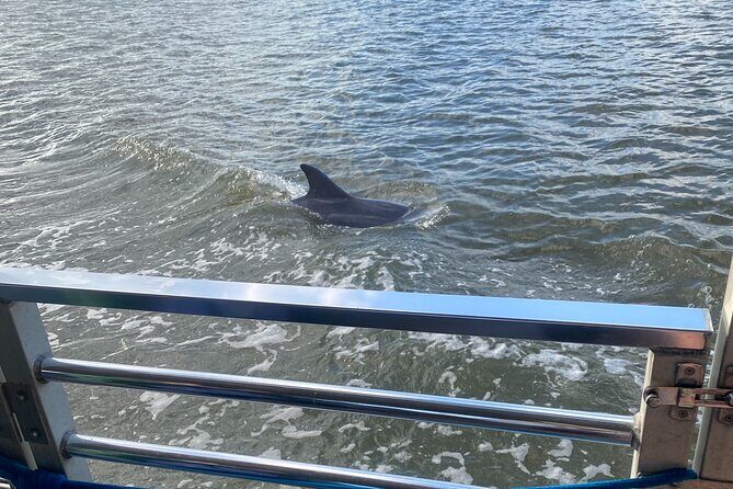Sunset Dolphin Eco Tour - FAQs