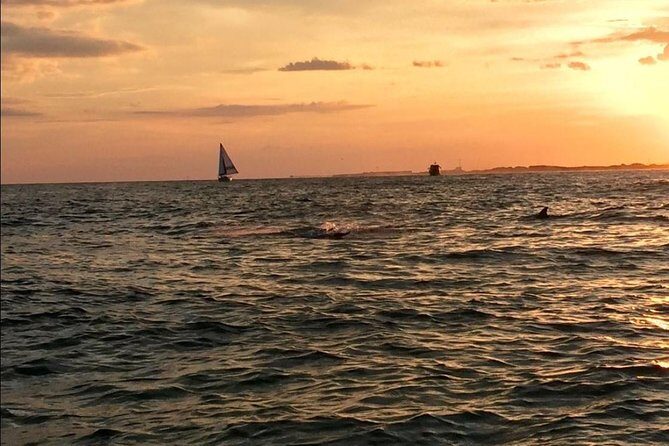 Sunset Dolphin Watching Cruise in Destin Harbor - An Honest Look at the Experience