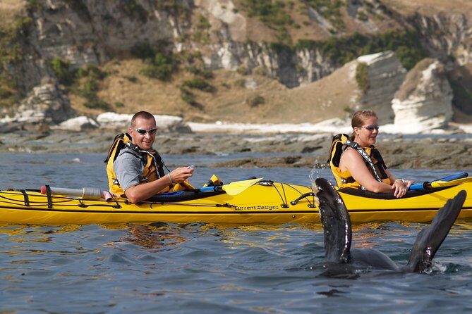 Sunset Evening Kayaking Tour - Kaikoura - Who Will Love This Tour?