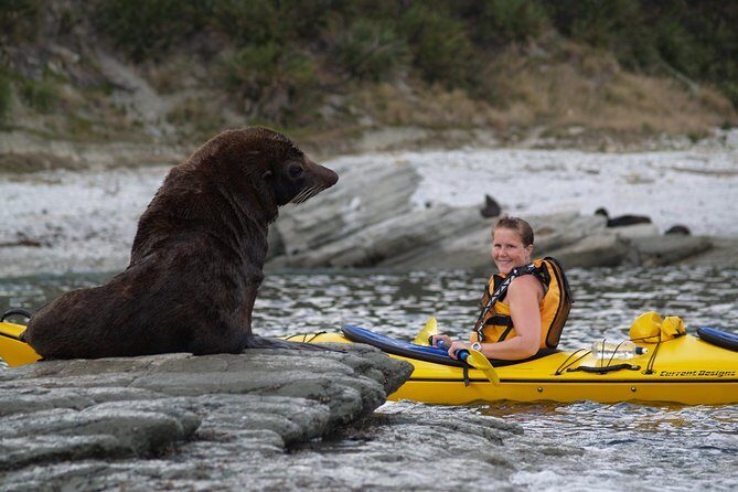 Sunset Evening Kayaking Tour - Kaikoura - The Sum Up: Is the Sunset Kayaking Tour in Kaikoura Worth It?
