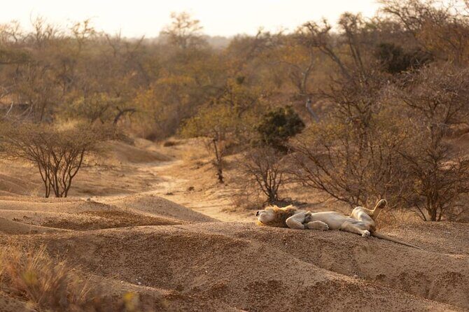 Sunset Game Drive in Big5 Reserve - The Itinerary in Detail