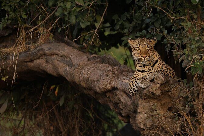Sunset Game Drive in Big5 Reserve - Authentic Encounters and the Value of Small Groups