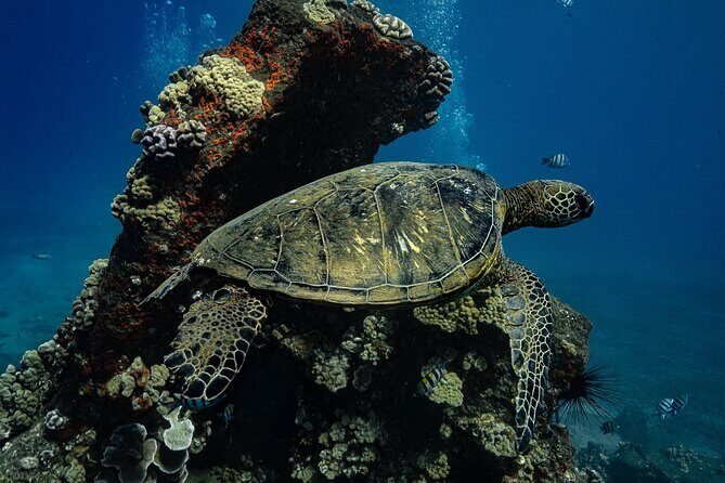 Sunset Glow Snorkel At Turtle Town With Photo & Video - FAQ