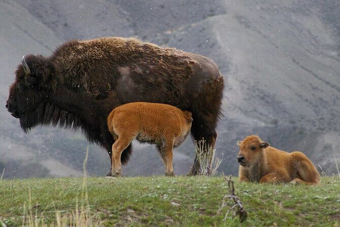Sunset Hayden Valley Wildlife Safari | Catered Dinner | PRIVATE - Final Thoughts: Who Will Love This Tour?