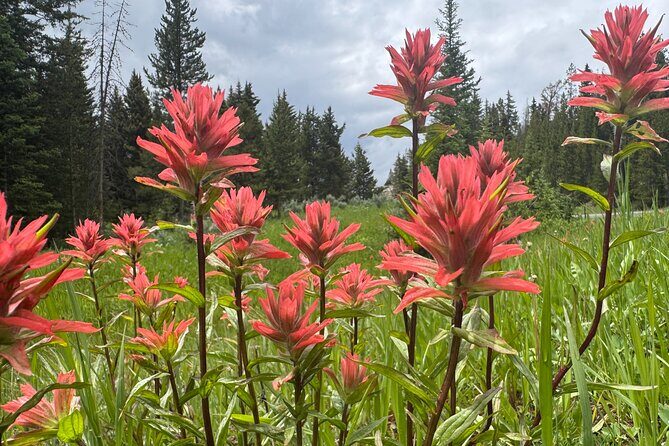 Sunset Hayden Valley Wildlife Safari | Catered Dinner | PRIVATE - FAQs