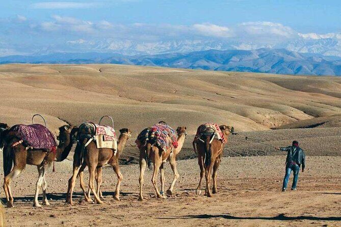 Sunset in Agafay: Dinner, Camel, Quad-Book Adventure with Viator - Who Will Love This Tour?
