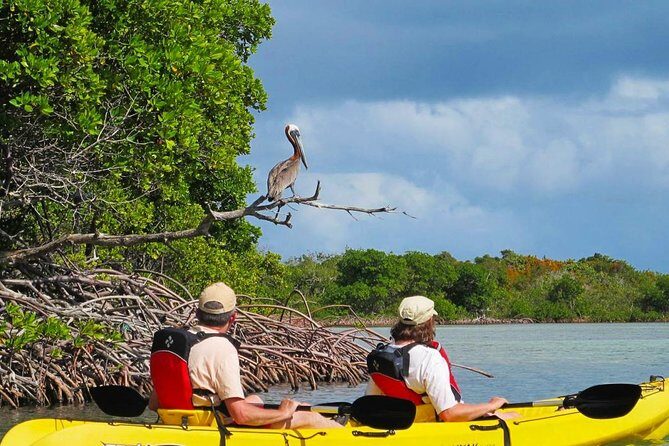 Sunset Kayak Tour in the Mangrove Lagoon, St Thomas - What Youll See and Experience