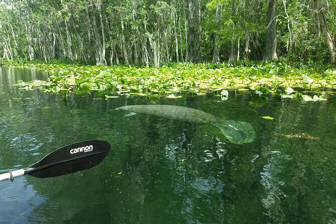 Sunset kayaking tour at Manatee Cove with Manatee & Dolphin sightings - Practical Tips for Participants