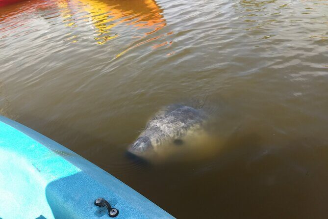 Sunset kayaking tour at Manatee Cove with Manatee & Dolphin sightings - Cancellation Policy