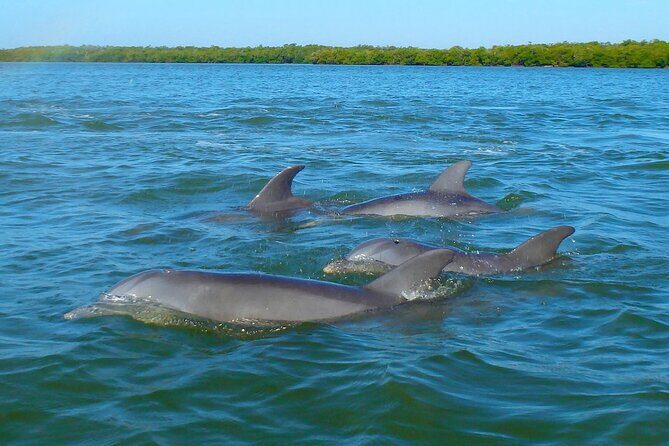 Sunset Kayaking with Dolphins - Who Should Consider This Tour?