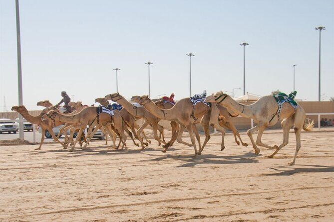 Sunset Keshta at Zekreet | Art, Adventure & Arabian Picnic - Who Should Consider This Tour?