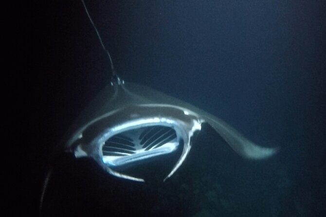 Sunset Manta Ray Tour in Kailua-Kona - What Makes This Tour Special?