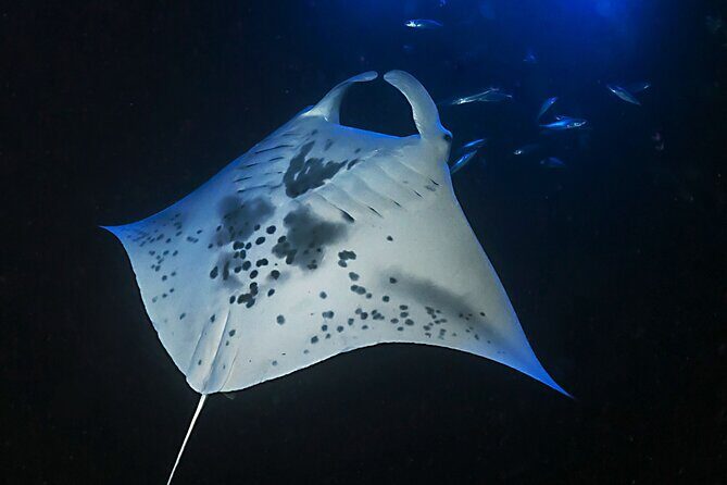 Sunset Manta Ray Tour in Kailua-Kona - Practical Details and Considerations