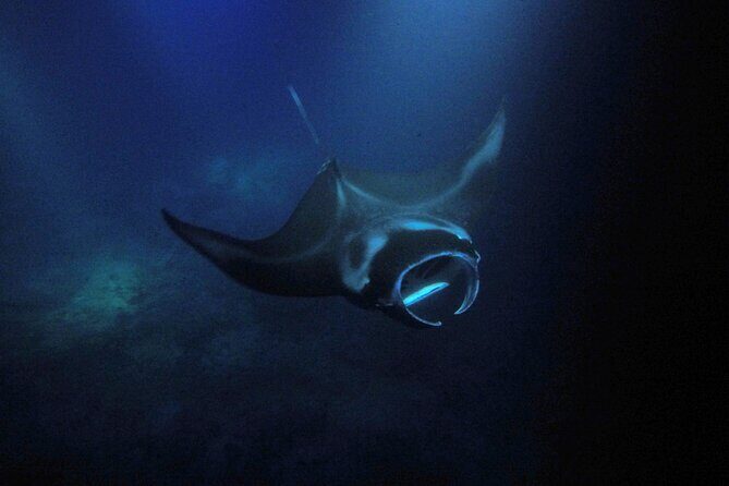 Sunset Manta Ray Tour in Kailua-Kona - The Sum Up: Why This Manta Ray Tour Stands Out