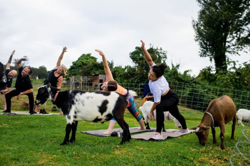 Sunset Maui Goat Yoga with Live Music - What Is Maui Goat Yoga?