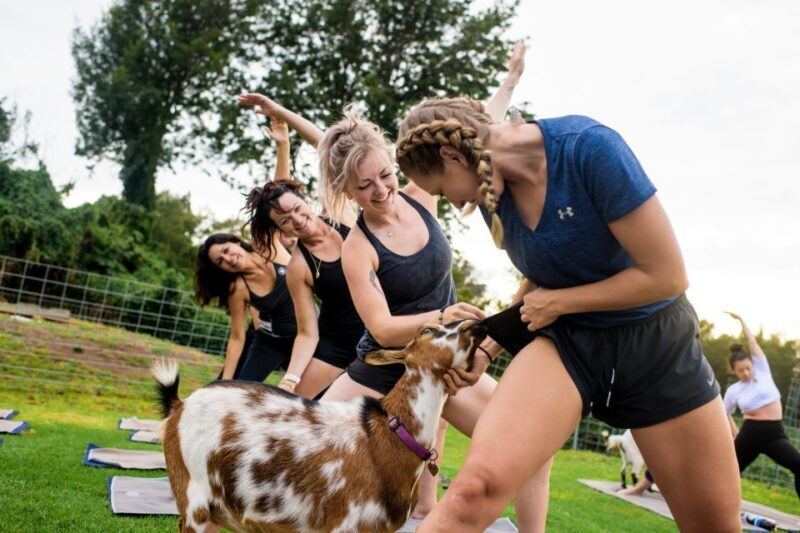 Sunset Maui Goat Yoga with Live Music - Practical Tips