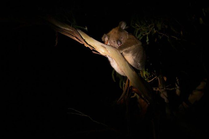 Sunset Nocturnal Adventure Tour - Discover the Sunset Nocturnal Adventure Tour on Kangaroo Island