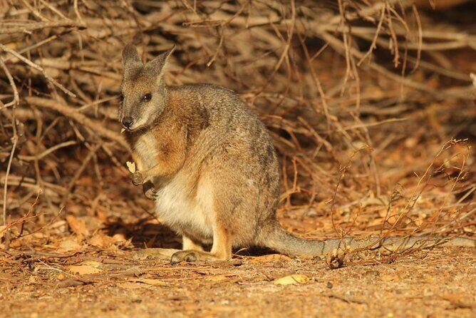 Sunset Nocturnal Adventure Tour - Who Will Love This Tour?