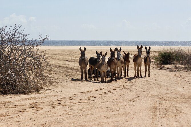 Sunset Pacific Donkey Hiking Tour - An Introduction to the Tour