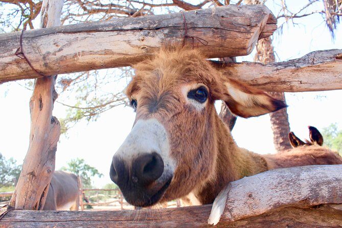Sunset Pacific Donkey Hiking Tour - Who Will Love This Tour?