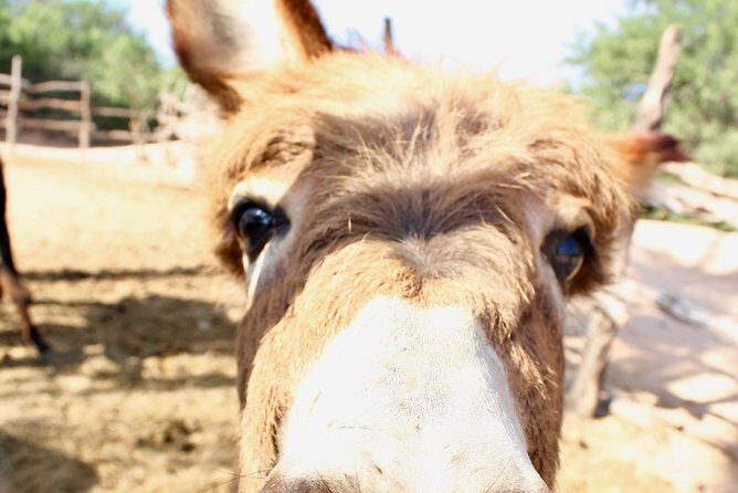 Sunset Pacific Donkey Hiking Tour - FAQs
