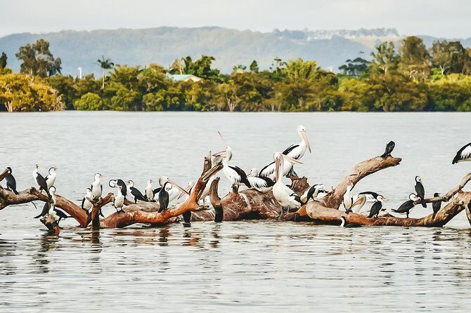 Sunset River Cruise near Byron Bay - A Closer Look at the Experience