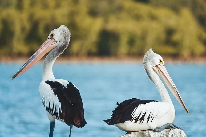 Sunset River Cruise near Byron Bay - Authenticity and Value