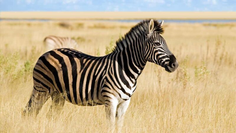 sunset safari big 5 aquila with snack and wine tasting - Final Thoughts: Is This Tour Right for You?