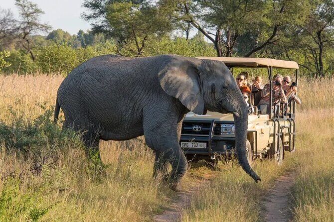 Sunset Safari Big 5 Aquila with Snacks and Wine Tasting - Key Points
