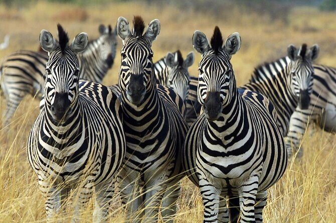 Sunset Safari Big 5 Aquila with Snacks and Wine Tasting - The Practical Side: What You Need to Know