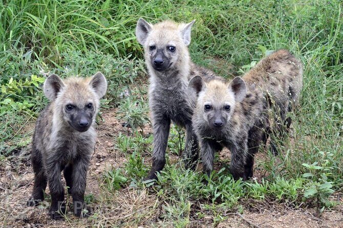 Sunset Safari of Kruger National Park - FAQs