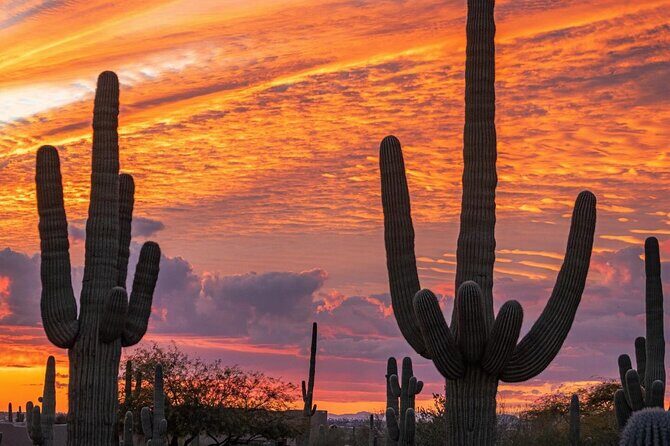 Sunset Saguaro National Park, East Guided E-Bike Tour - Authentic Feedback from Participants
