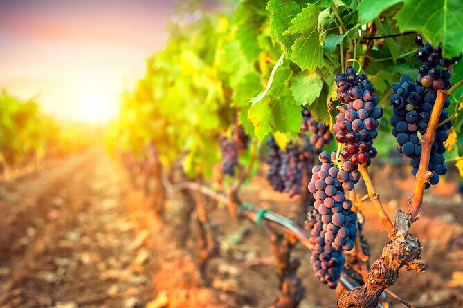 Sunset Sip Wine Tour - A Closer Look at the Sunset Sip Wine Tour in Kelowna