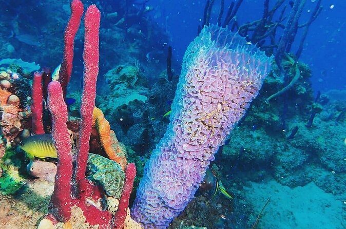 Sunset Snorkeling - Practical Details for Your Trip