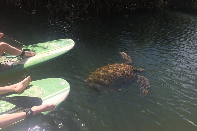 Sunset Stand Up Paddle with Photos and Turtles - Final Thoughts: Is It Worth It?