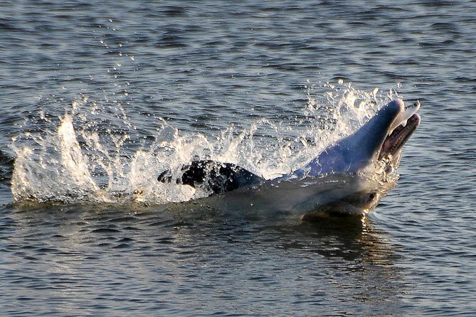 Sunset Tour Mangrove, Dolphins, Manatee #1 Rated in Cocoa Beach - An In-Depth Look at the Experience