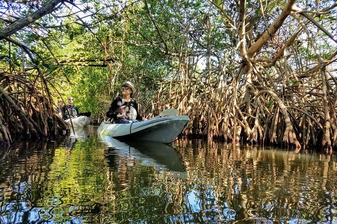 Sunset Tour Mangrove, Dolphins, Manatee #1 Rated in Cocoa Beach - The Sum Up