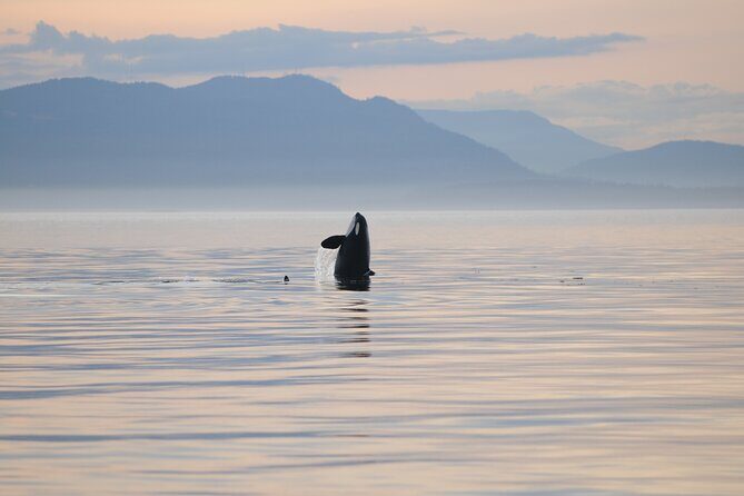 Sunset Whale and Wildlife Adventure in Cowichan Bay - An Overview of the Experience