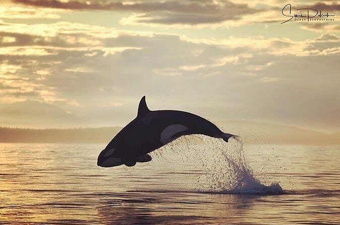 Sunset Whale and Wildlife Adventure in Cowichan Bay - The Value of the Tour