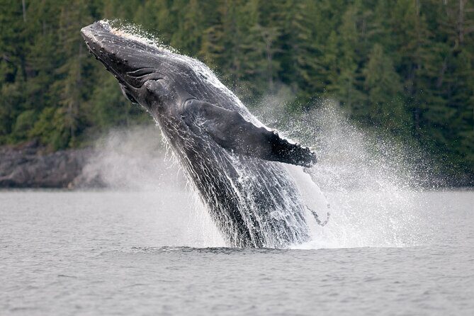 Sunset Whale and Wildlife Adventure in Cowichan Bay - Why This Tour Works Well