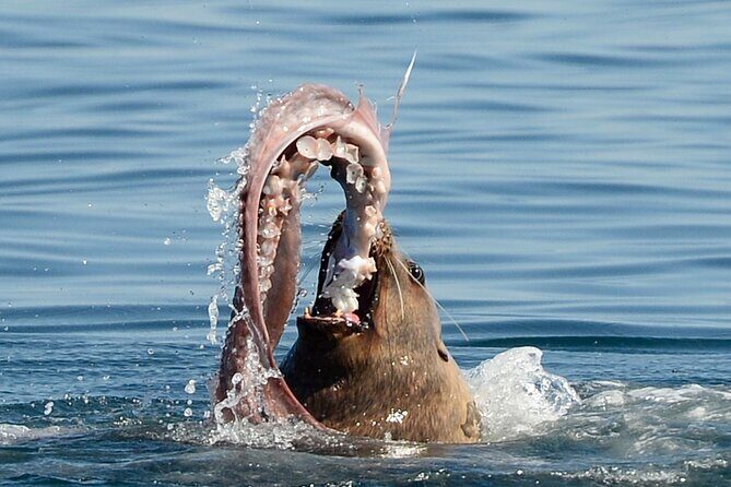 Sunset Whale and Wildlife Adventure in Cowichan Bay - Final Thoughts