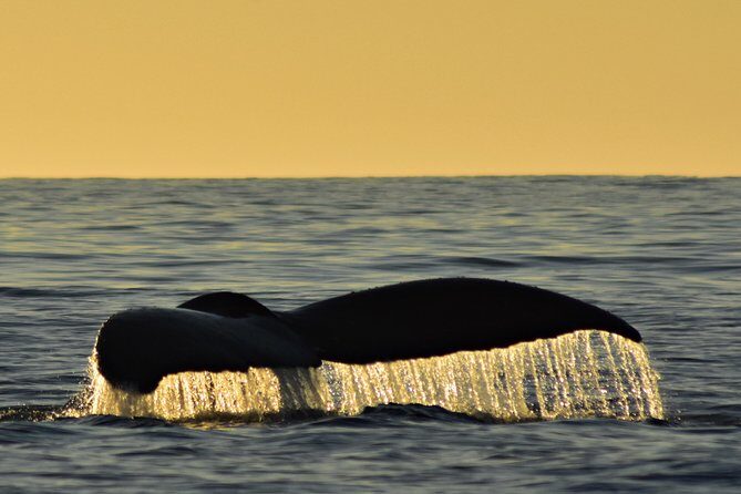 Sunset Whale Cruise in Cabo San Lucas - A Detailed Look at the Sunset Whale Cruise Experience