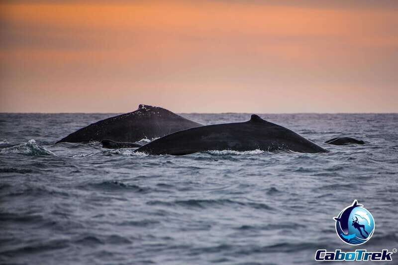 Sunset Whale Watching Cruise in Cabo San Lucas - The Value of This Experience