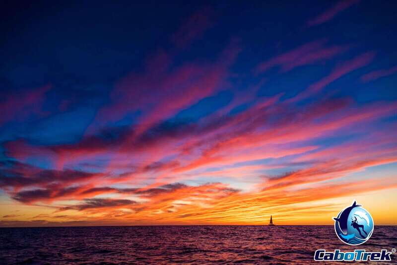 Sunset Whale Watching Cruise in Cabo San Lucas - Who Will Love This Tour?