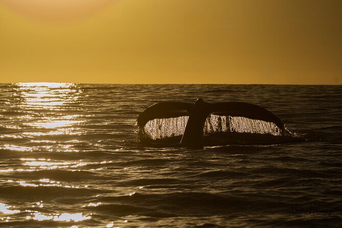 Sunset Whale Watching in Cabo San Lucas - Pricing and Value