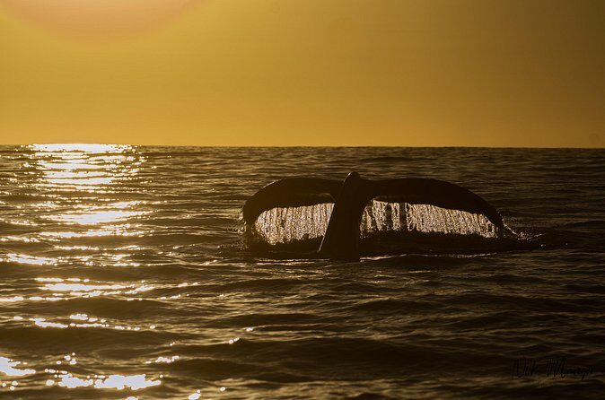 Sunset Whale Watching in Cabo San Lucas - Who Will Appreciate This Tour?