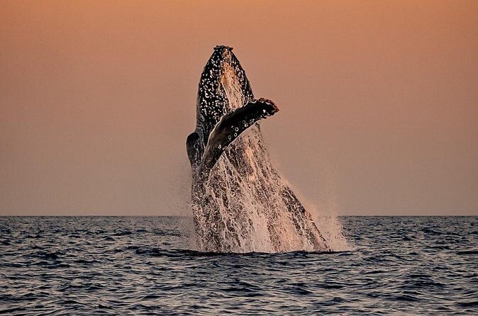 Sunset Whale Watching in Cabo San Lucas - FAQs