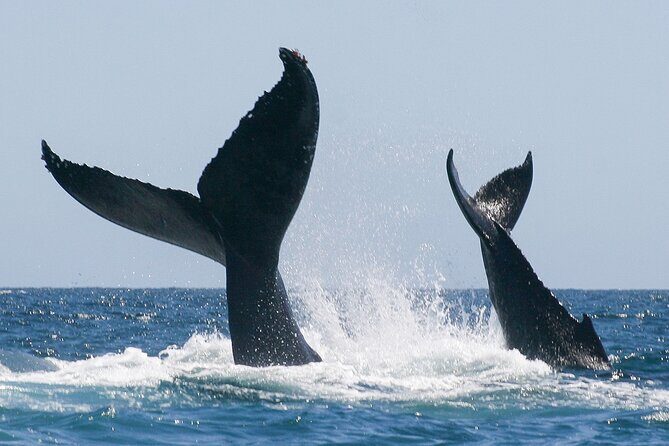 Sunset Whale Watching in San Jose del Cabo - Why This Tour Truly Shines