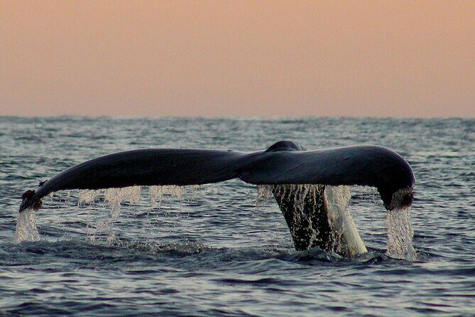 Sunset Whale Watching in San Jose del Cabo - Practical Tips for Travelers