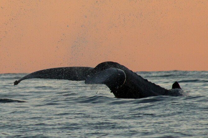 Sunset Whale Watching in San Jose del Cabo - Who Is This Tour Best For?